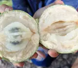 Milk fruits plant