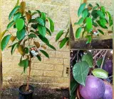 Milk fruits plant