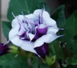 Raj Dhutra FLOWERING PLANT