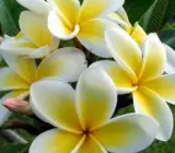 Kath Tagor Flower Plant