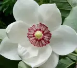 Magnolia Soulangeana White Flower Plant – Exotic Fragrant Magnolia Live Plant