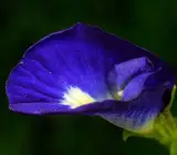Nilkantha Flower Plant