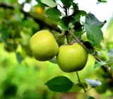 Hybrid Green Apple Fruit Plant