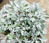 Artemisia Stelleriana – Silver Brocade