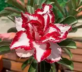 Adenium rose variety ( Grafting) Plant