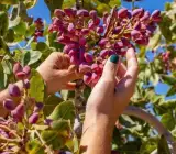 Dwarf Red Pistachio Hybrid Grafted Fruit Plant – Premium Pista Nut Live Plant