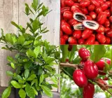 Miracle Fruit Live Plant – Synsepalum Dulcificum Premium Exotic Berry Plant