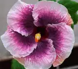 Austrian Hibiscus Plant (WHITE AND PINK SHADED)