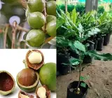 Macadamia Nut Fruit Plant