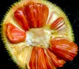 Red Jack Fruit ( grafting) Plant )