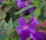 Begum Bahar Flower Plant