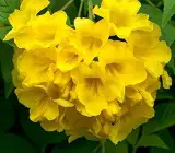 Tecoma flowering plant (Yellow)