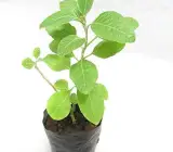 Ashwagandha Plant