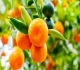 Jaffa Orange Plant(Grafted)
