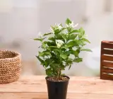 Jasmine Mini plant