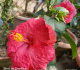 Austrian hibiscus- Grafting Plants ( pink)