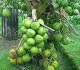 Vietnam Hybrid Coconut Plant