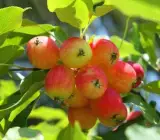 Crabapple plant