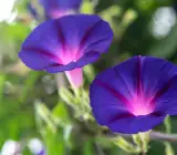 MORNING GLORY FLOWERING PLANT