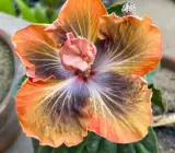 Australian Hibiscus Flowers Plants