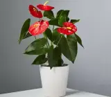 RED ANTHURIUM PLANT