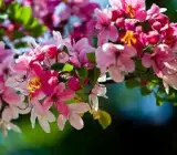Cassia Javanica Plant – Pink Shower Tree Live Flowering Plant