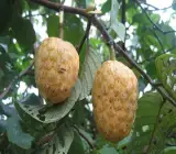 Gaint Custard Apple Plant