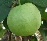 Allhabad guava Fruit plant
