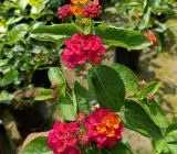 Lantana Flowers Plant- ( Red)