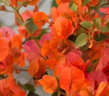 Chili orange bougainvellia plant