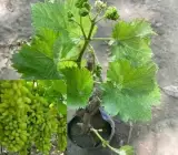 Thai Grapes Hybrid Fruit Plant
