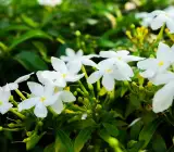 Plastic Tagar Flower Plant