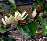 Magnolia Dwarf coco Plant
