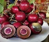 RUBI RANGHON FRUIT PLANT