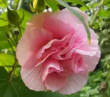 Sthal Padma Flower Plant