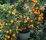 Sweet Chinese orange Fruit plant
