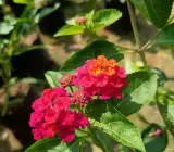 Lantana Flowers Plant- ( Red)