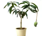 Thai Dwarf All Time(Sour) (Grafted) mango plant