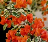 Thai Sunset Orange