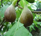 Big Leaf Anjura - Fruit Plant