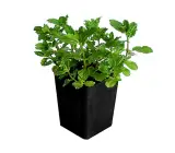 MINT(PUDINA)PLANT