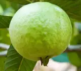 Vietnam all time guava plant