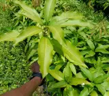 Vietnam All Time Mango (Sweet) (Grafted) plant