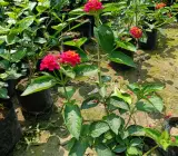 Lantana Flowers Plant- ( Red)