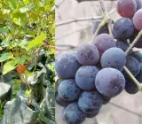 Sarad Seedless Grape Plant – Grafted and Hybrid Plant