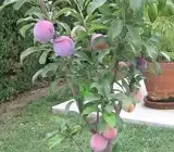 Satluj Purple Plum Aloo Bukhara Layering Grafted Fruit Plant