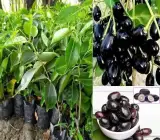 Black Jamun Fruit Plant