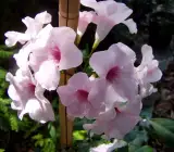 VARIEGATED TECOMA FLOWERING PLANT