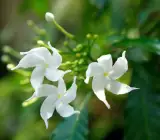Plastic Tagar Flower Plant