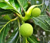 Bread Fruit Plant